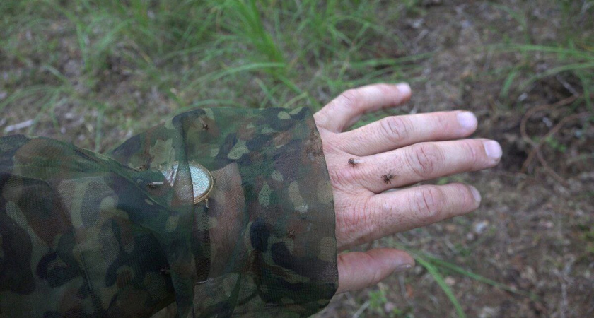 Лосиные вши атакуют любителей тихой охоты в тверских лесах