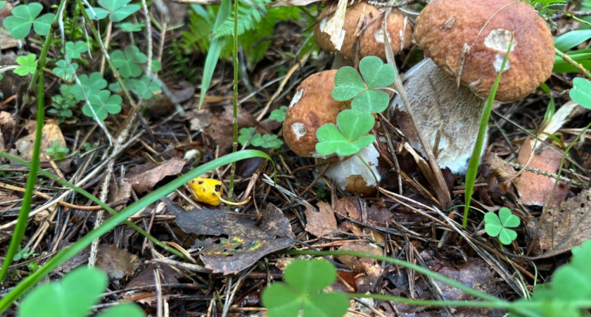 Грибная столица Тверской области: Торжокский район собрал рекордный урожай боровиков