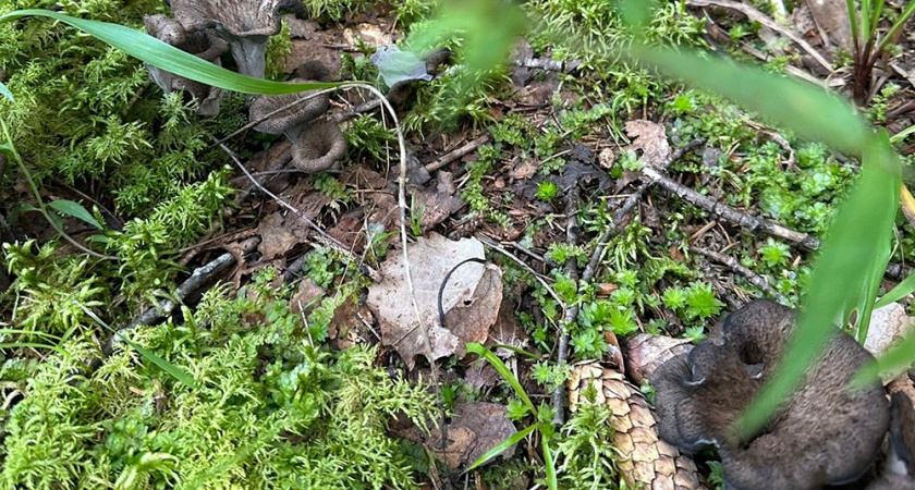 В лесах под Тверью второй год подряд находят грибной деликатес — черные лисички