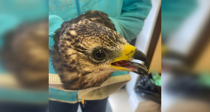 Больному ястребу нужна помощь: в Твери ищут специалиста-орнитолога