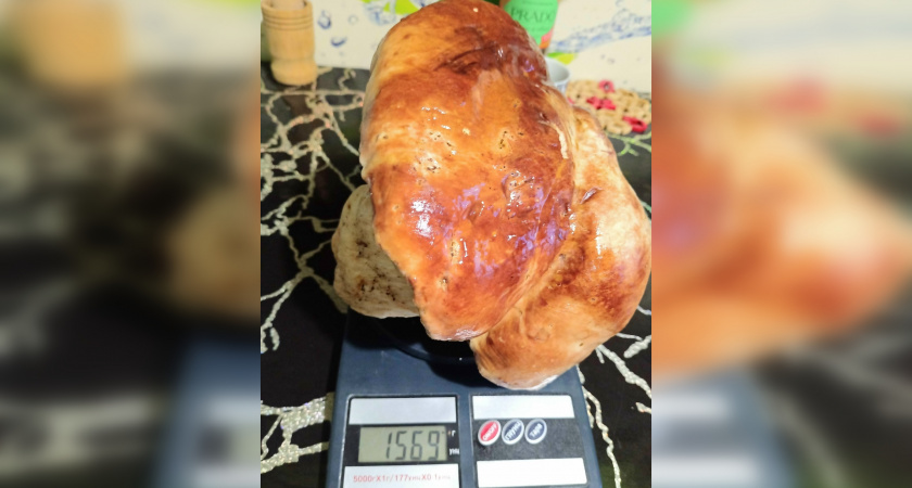 Новый грибной рекорд: в Тверской области нашли боровик на 1,5 килограмма