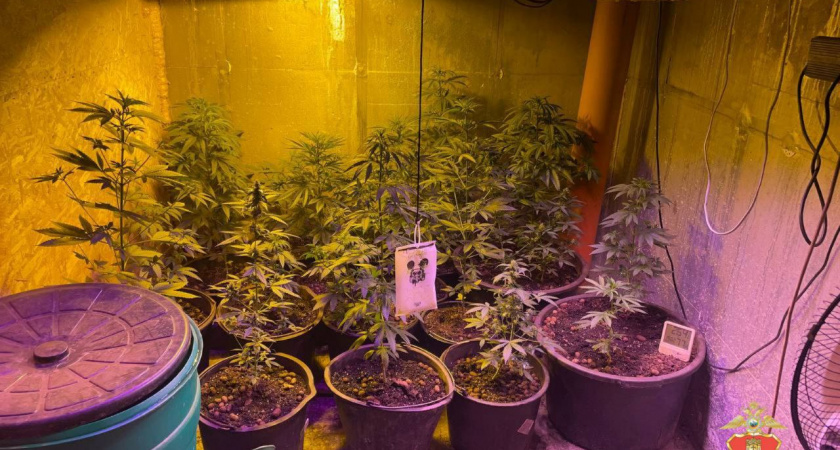 Полицейские ликвидировали современную наркоферму в Тверской области