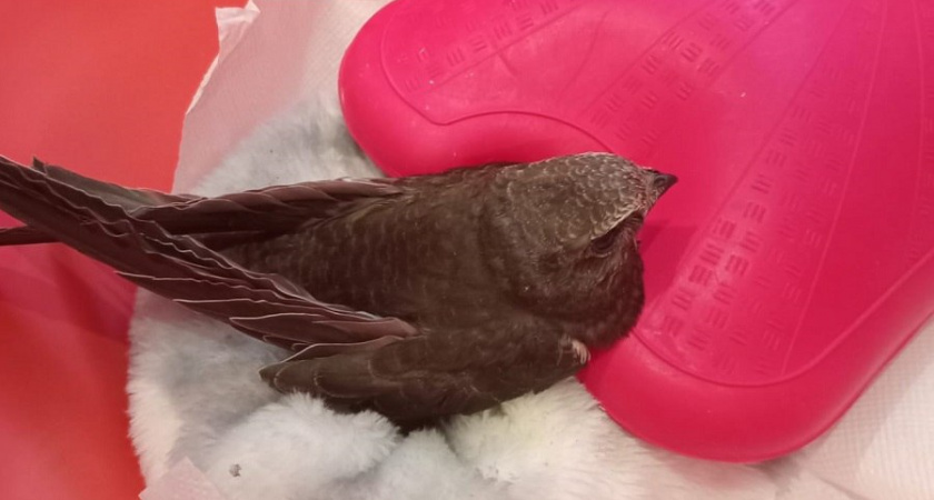 Спасенный из вентиляции в тверском Нелидове стриж отъелся на сверчках и тараканах 