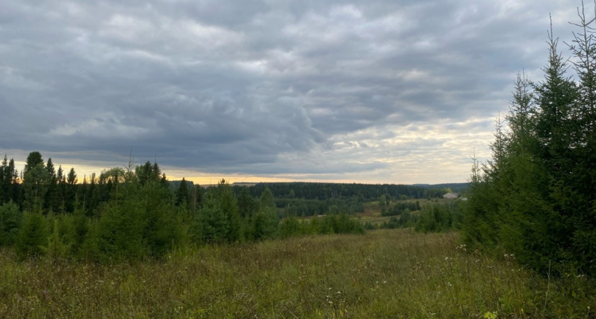 Все обходят его стороной, а я собираю корзинами и радуюсь: этот гриб — самый вкусный и недооцененный осенний деликатес