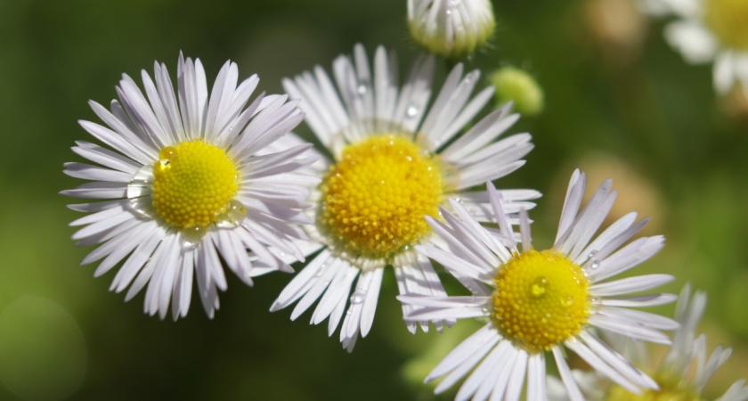 Тверские ботаники предупреждают об опасности цветущей в Саду Души «американской ромашки»