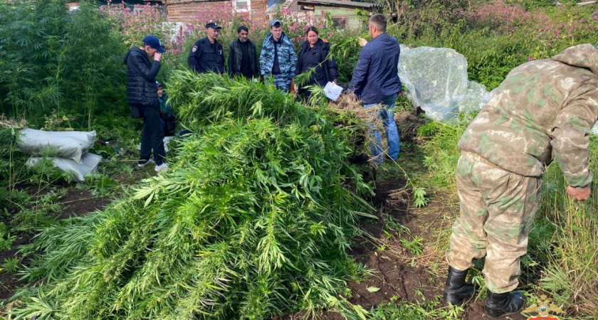Полицейский пес помог вычислить тайник с наркотиками в Вышнем Волочке