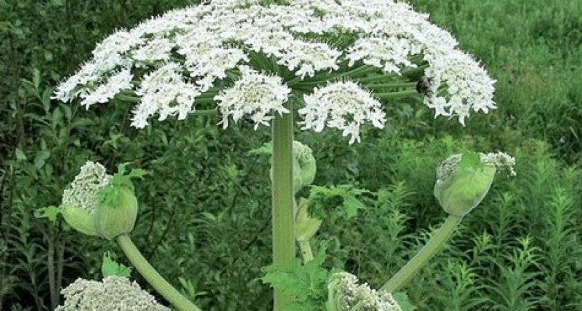 Искусственный интеллект начал борьбу с борщевиком в Калининском округе Верхневолжья