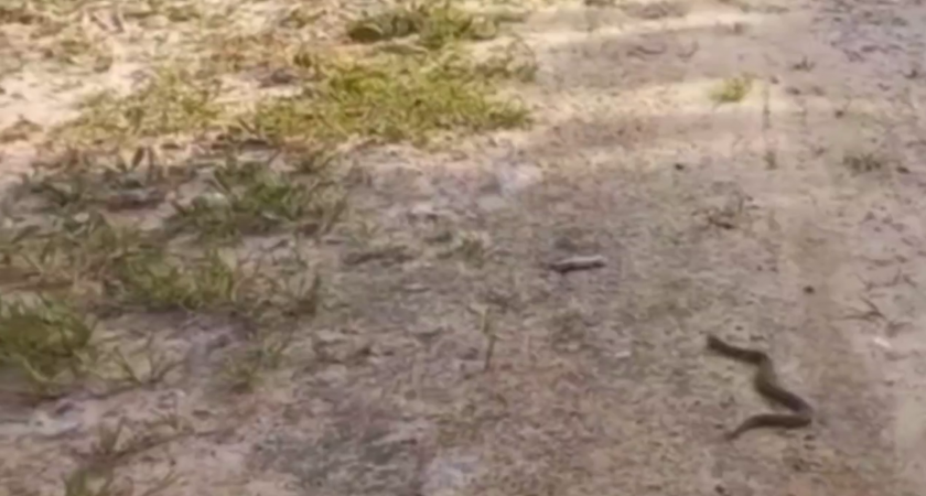 Опасная соседка: в деревне под Тверью дети встретили молодую гадюку прямо на дороге