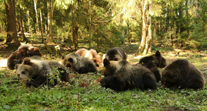 В меню — яблоки и рябина: как медвежата набирают вес к зиме в Тверском центре