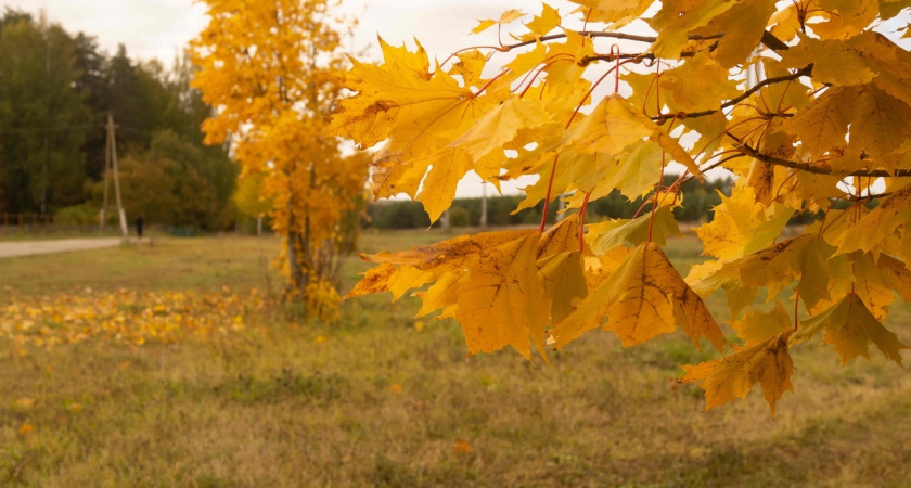 Климатическая осень в Тверской области наступит после 22 сентября