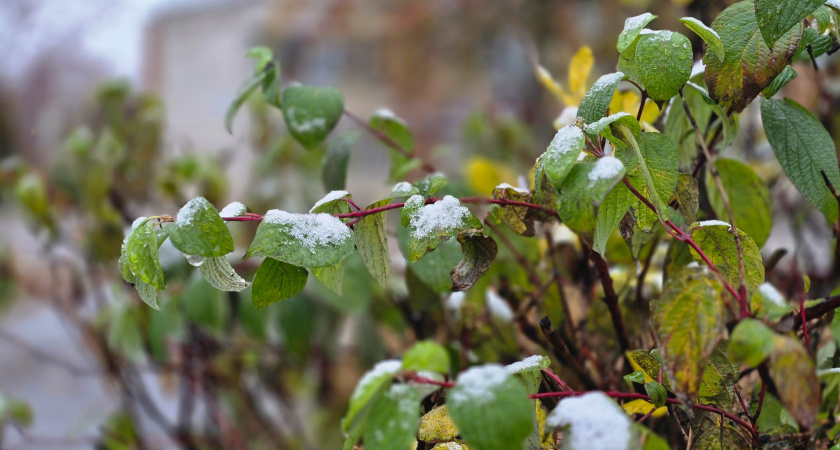 Известный синоптик Тишковец рассказал, когда в Верхневолжье выпадет снег