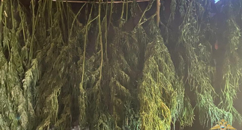 «Для себя»: зубцовский житель хранил дома почти 1,8 кг запрещенной растительности