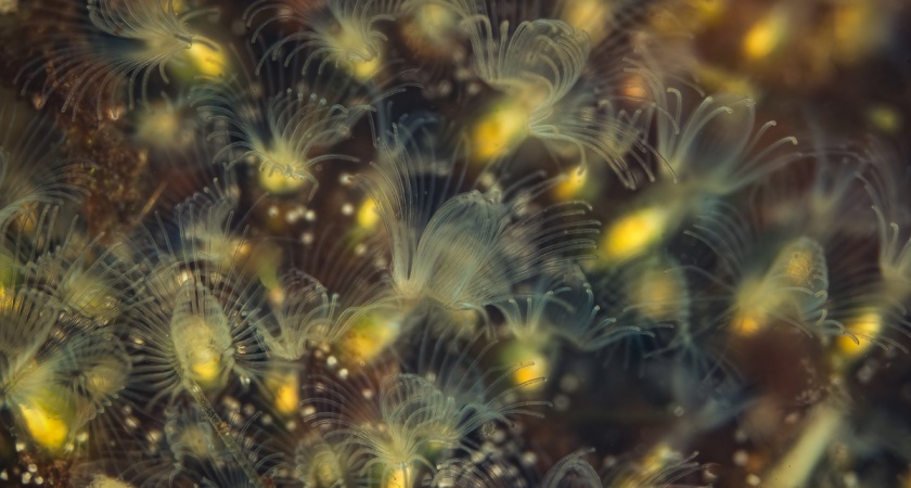 Тайная жизнь пруда: тверской заповедник опубликовал фото невидимых гигантов микромира