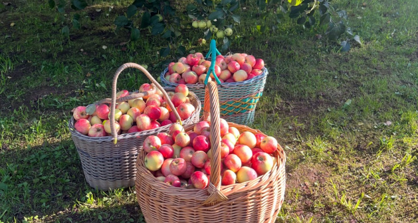 Под яблони в сентябре - обязательно: 2 ведра раствора и урожая летом будет в 3 раза больше, плоды крупные и наливные