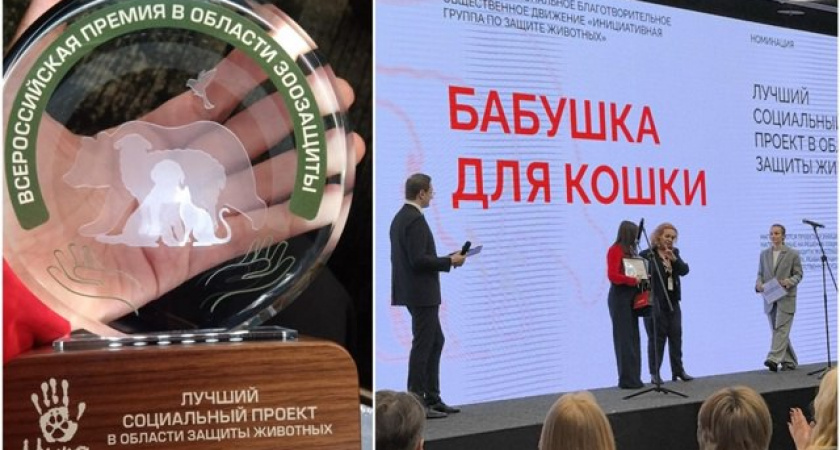 В Твери разработан лучший в стране социальный проект в области зоозащиты «Бабушка для кошки»
