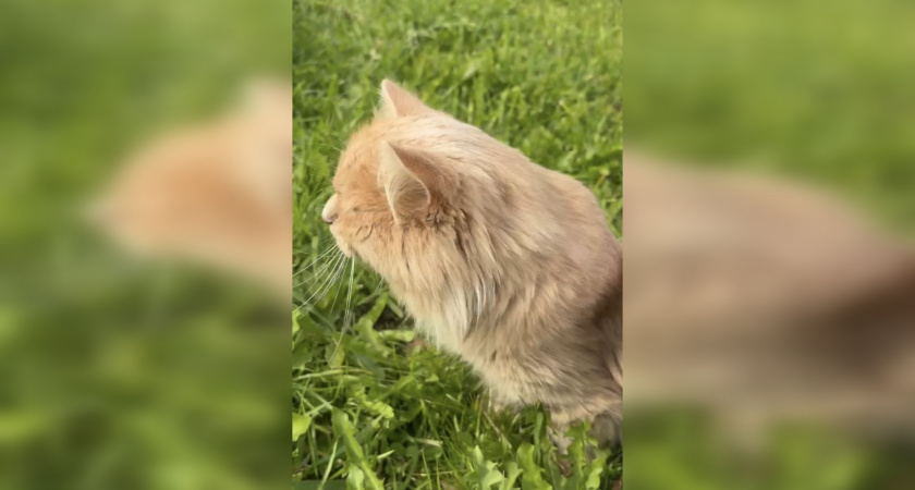 Шекспировская история Левушки: жители Вышнего Волочка собирают деньги на лечение кота, в которого стреляли