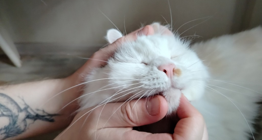 Тайный знак: как кошки говорят «я тебя люблю» на своем языке