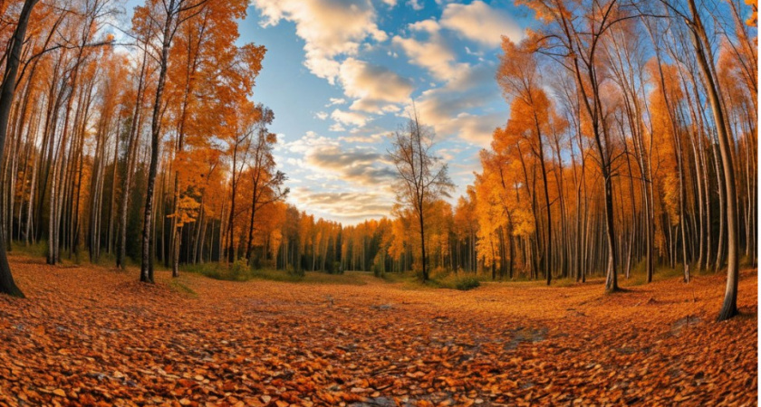 Самая аномальная осень за последние 250 лет: синоптики резко поменяли прогноз на октябрь 