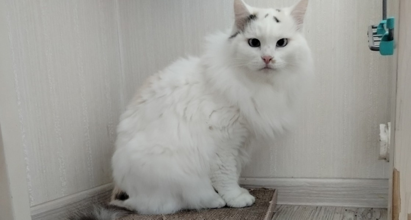 Почему кошки будят своих хозяев: 6 причин - должен знать каждый владелец 