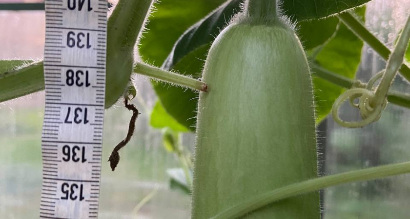 Профессор из Твери вырастила огурцы длиной более метра в своей домашней теплице