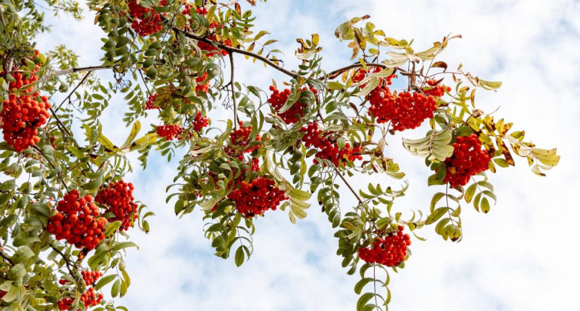 Метеорологи зафиксировали в Тверской области самую теплую ночь сентября