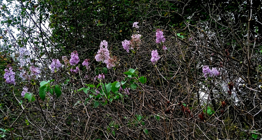 Осеннее чудо: сирень зацвела осенью на историческом кладбище в Твери