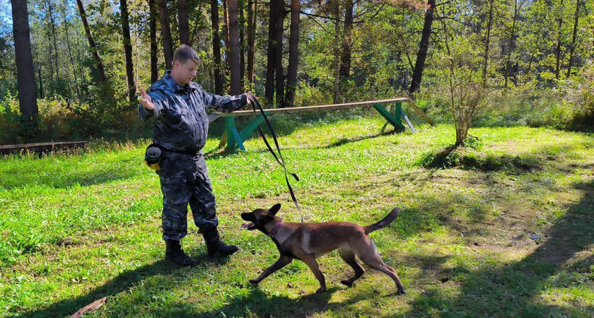 Стажеры-кинологи Тверской области натаскивают служебных собак породы малинуа на поиск взрывчатки