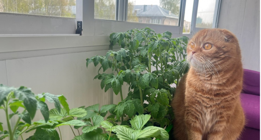 Почему кошки игнорируют, когда их зовешь - запомните раз и навсегда 