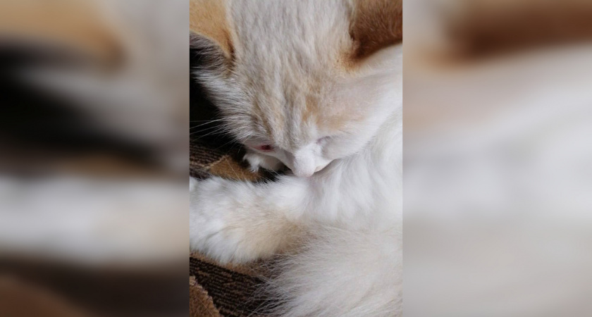 «Вернулся с пулей в морде»: в Кашине орудует живодер-стрелок