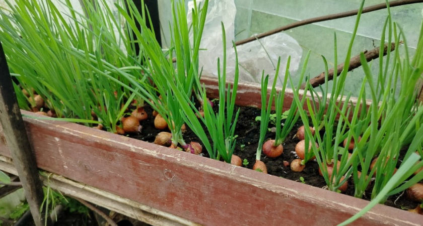Посадила лук под зиму - и собираю богатырский урожай самая первая: запомните эту инструкцию раз и навсегда 
