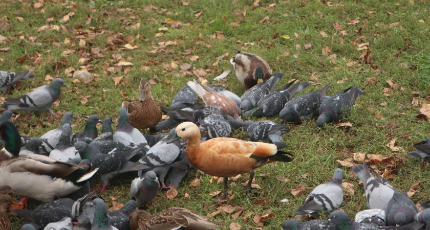 Редкая красная утка-огарь появилась в Твери на улице Благоева