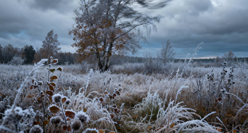 Следующая неделя начнется в Тверской области с ночных заморозков до минус пяти градусов