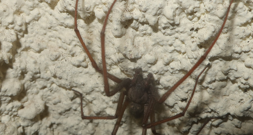 Житель Твери нашел в подъезде «ужас домохозяйки» — гигантского паука Eratigena atrica