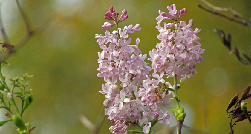В Твери в конце сентября зацвела сирень на историческом Волынском кладбище