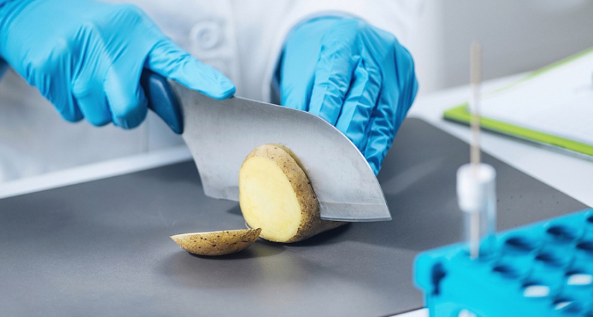 Тверская лаборатория подтвердила качество 10 тысяч тонн ярославского картофеля