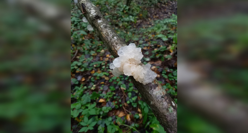 Загадка для ученых: в Центрально-Лесном заповеднике нашли необычный желеобразный гриб