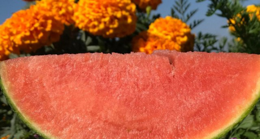 Жительница Тверской области вырастила арбуз-гигант весом почти в 90 килограмм