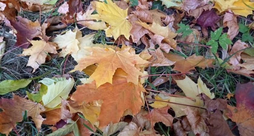 Пик октябрьского похолодания зафиксирован в Твери