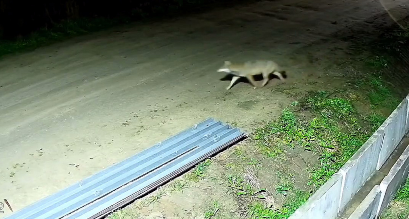 В Тверской области камеры видеонаблюдения засняли гуляющего по ночному поселку волка