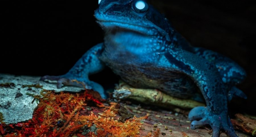 Таинственное свечение организмов обнаружено в заповеднике в Тверской области