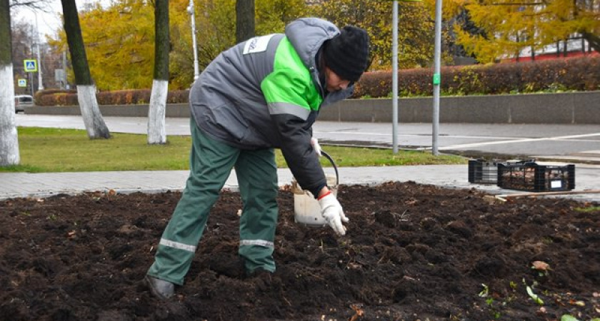 60 тысяч луковиц тюльпанов готовят к весеннему сезону в Твери