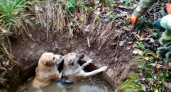 Тверские пожарные спасли двух собак, попавших в водную ловушку