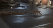 В Твери лиса перебегала дорогу: видео удивило горожан