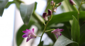 В Ботаническом саду Твери зацвела тропическая орхидея с ароматом ягод