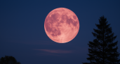Жители Тверской области смогут увидеть «розовую луну»