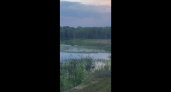 В Тверской области лосиха учила детенышей плавать и попала на видео