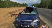 В Зубцовском округе лось спровоцировал страшную аварию