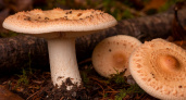 Бахрома на груздях и волнушках: 90% хозяек занимаются этим зря – главный миф среди грибников