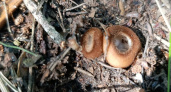 Необычные грибы-бублики найдены на даче в Калининском районе под Тверью
