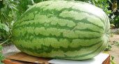 Тверская дачница вырастила арбуз-гигант весом 80 килограммов